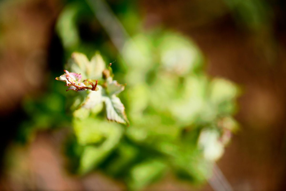 Ch24vineyards's tweet photo. Sending a little spring love your way. #OregonWineCountry #TravelOregon #OregonWineMonth #OregonWine #50wv #pinotnoir http://t.co/QDm1hVATNr