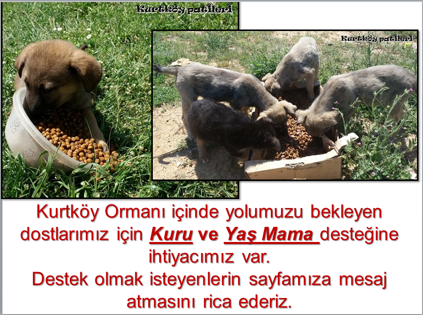 Kurtköy Ormanı içinde yolumuzu bekleyen dostlarımız için destek olmak isteyenlerin sayfamıza mesaj atmasını rica edrz