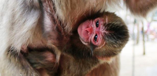 Zoo japonês pede desculpas após batizar macaca de 'Charlotte' bit.ly/1AHqNRJ