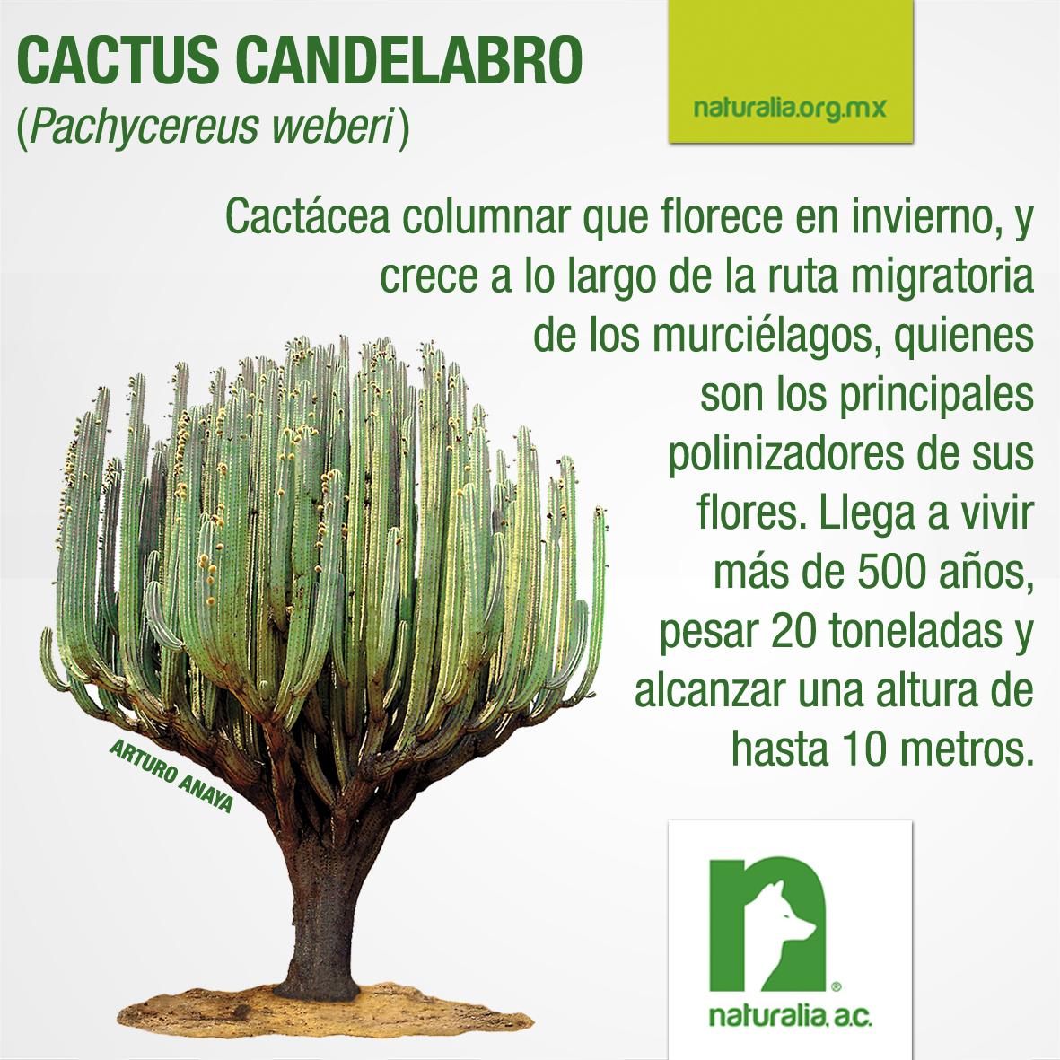 Especitas #Biodiversidad #Curiosidades #Cactus candelabro #Mxico