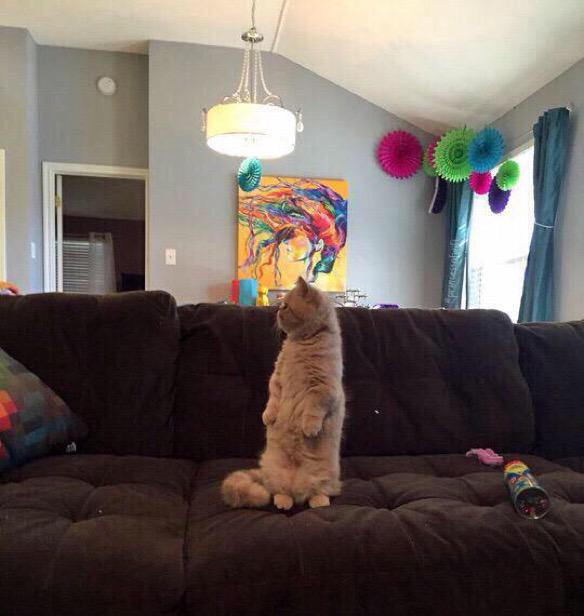 Cuando estas sola en casa y escuchas un ruido #ManifestaosSeresDelMásAllá