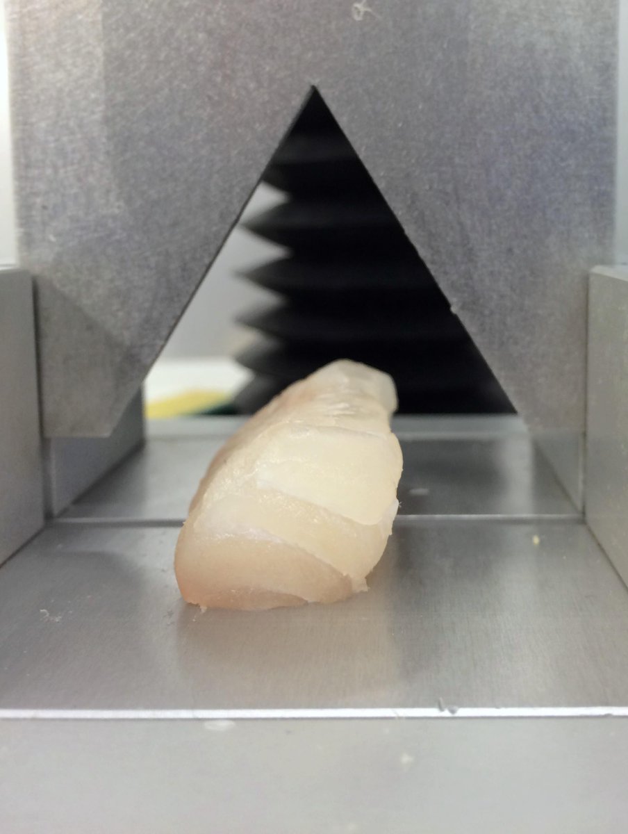QualiFish's tweet photo. Conducted a thawing experiment at @SINTEF with @MatisQP and @NIFESinfo on #cod #QualiFish @forskningsradet @fbfi http://t.co/yyn6JOlcZT