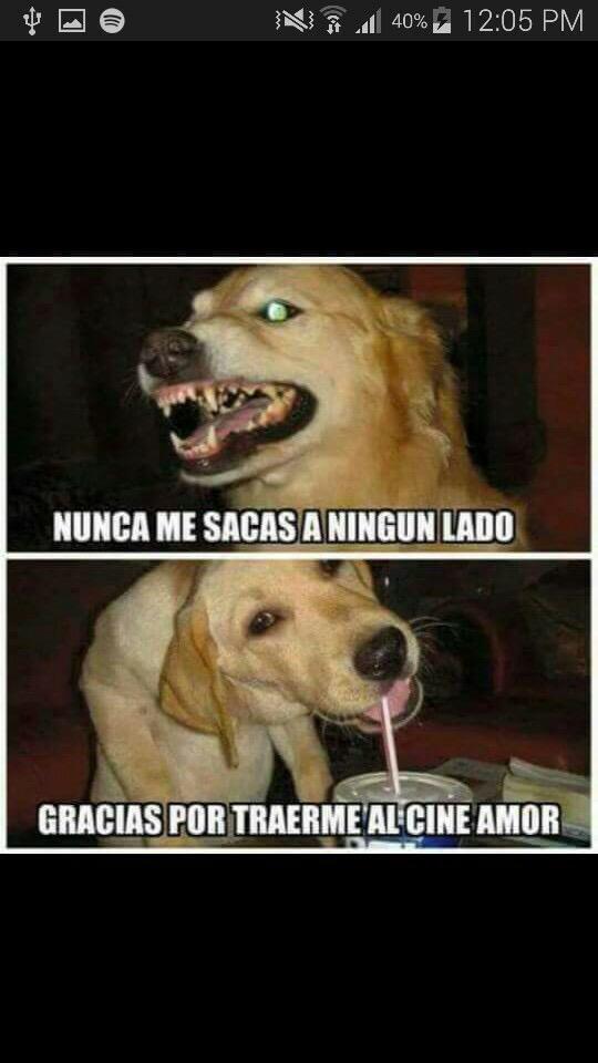 MtyAlegrate's tweet photo. Regias en todo el sentido #mty #regias #mtyfolllow http://t.co/p3gysyG2UO