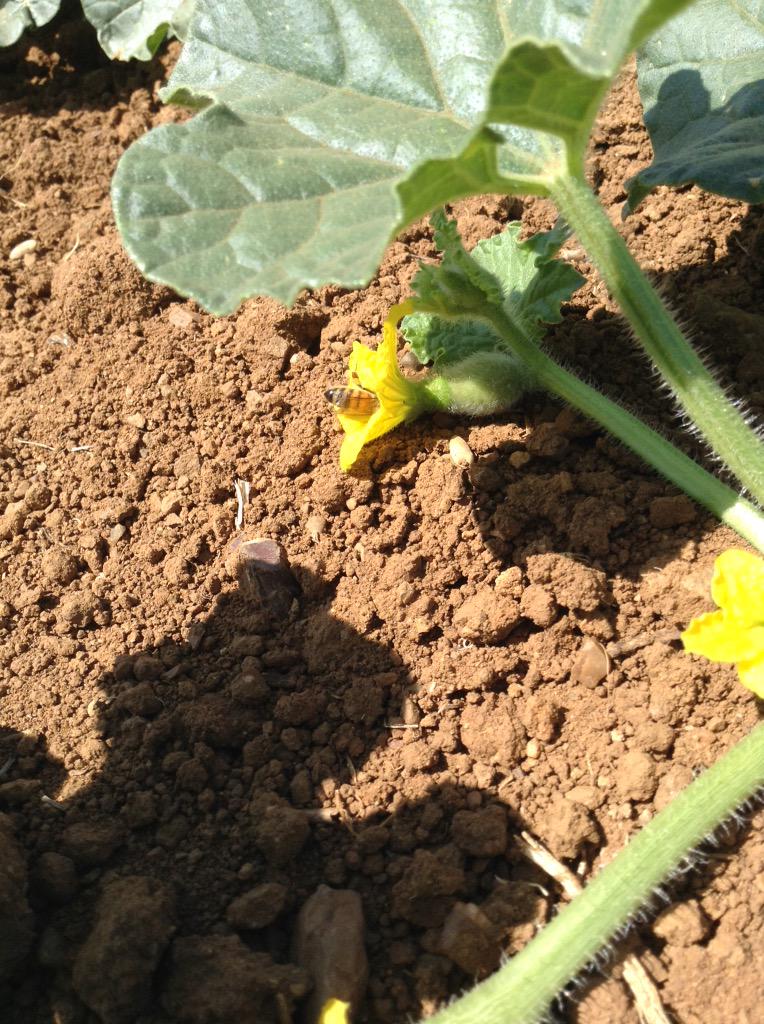 JoeDelBosque's tweet image. #Honeybees have found our #cantaloupe #flowers. Season will be early. #organic #melons #CAgrown #SanJoaquinValley