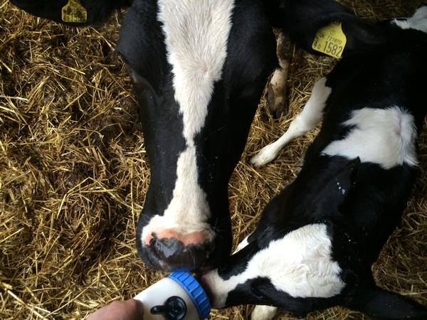 thisisdairy's tweet photo. Top up feeding new born calf when mum try's to steal it! ^Abi http://t.co/Q0ekxwUrNy http://t.co/oz5PJPuOB8