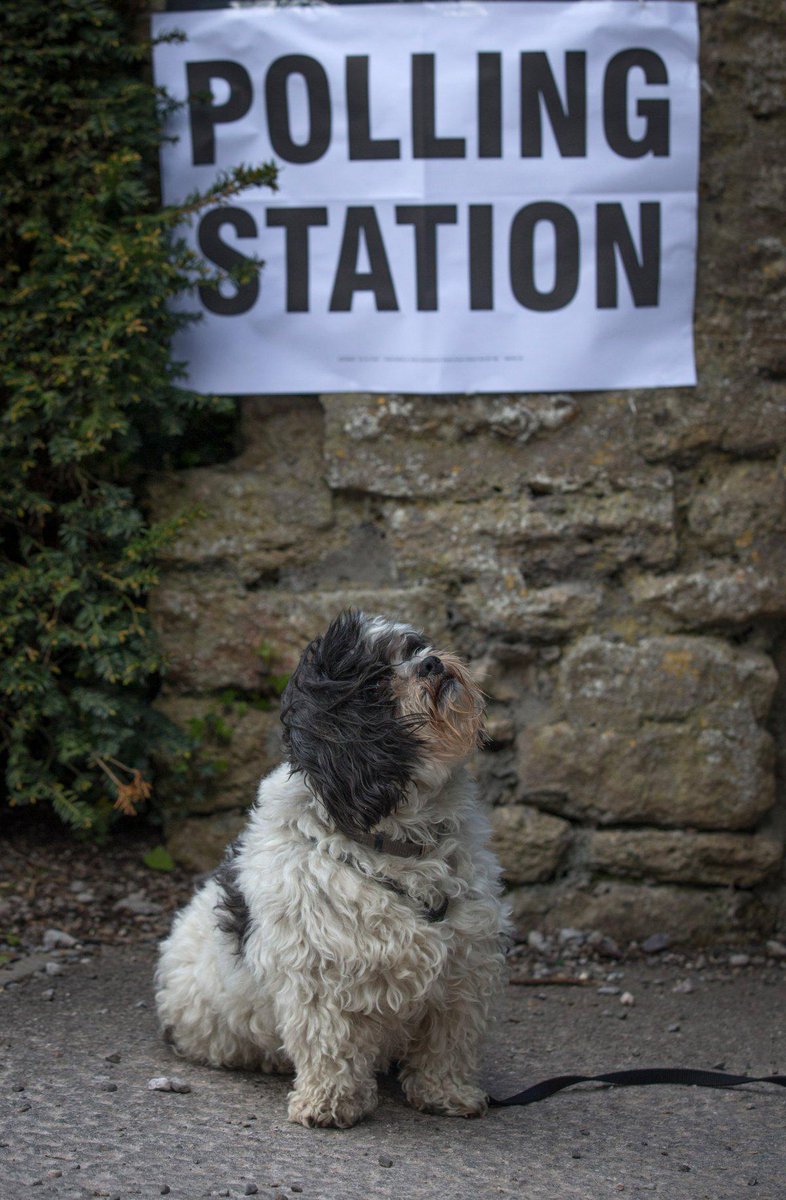My_Darling_Girl's tweet photo. "@symo: Is this your grey, background lurker? Pensive, noble, slightly windswept. #DogsAtPollingStations http://t.co/qSCQqsZxlP"