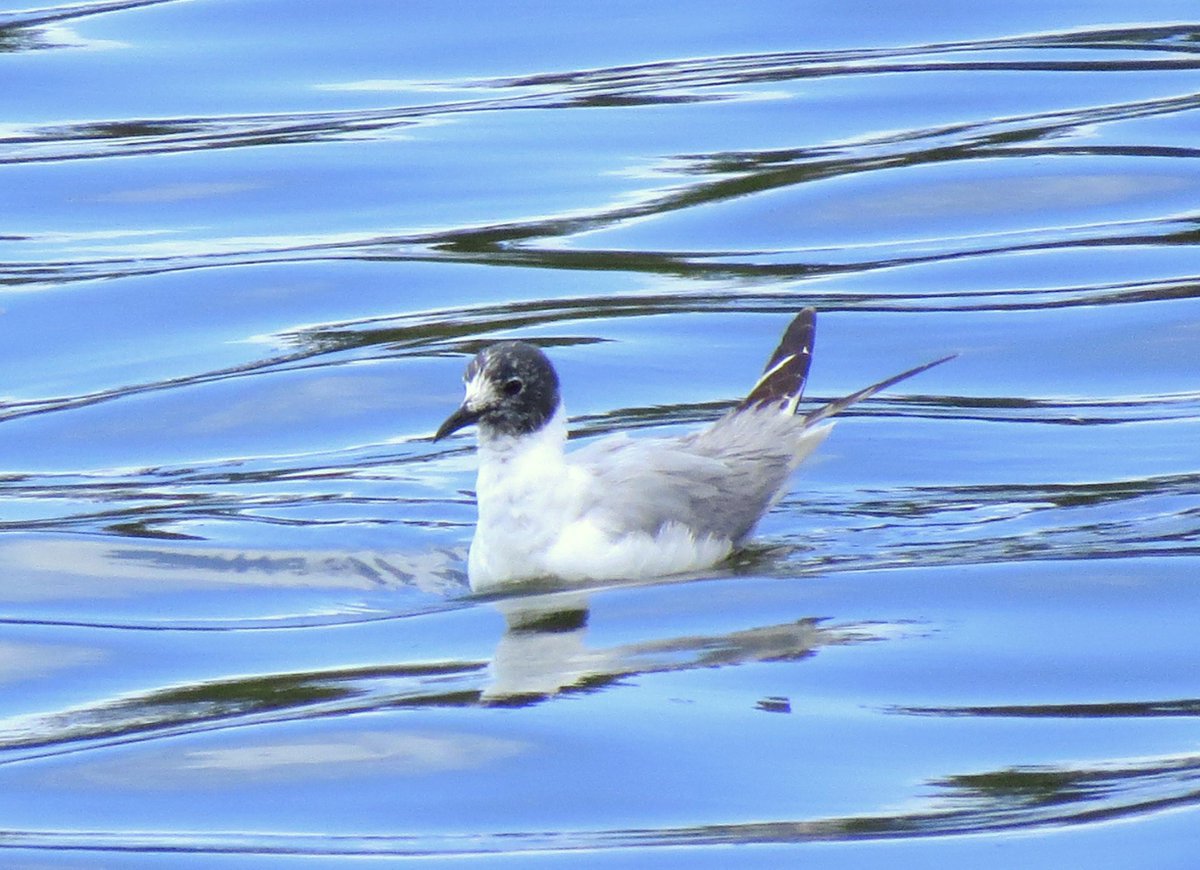 BoatBirder's tweet photo. Gulls have featured along the way #birdingoregon in our 1st few days like this Franklin's, Glaucous Winged & Western! http://t.co/bqWG7WbRRk