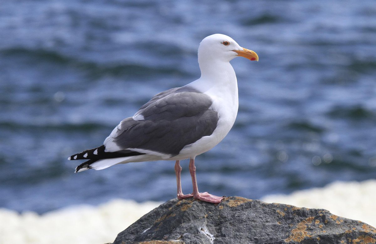 BoatBirder's tweet photo. Gulls have featured along the way #birdingoregon in our 1st few days like this Franklin's, Glaucous Winged & Western! http://t.co/bqWG7WbRRk