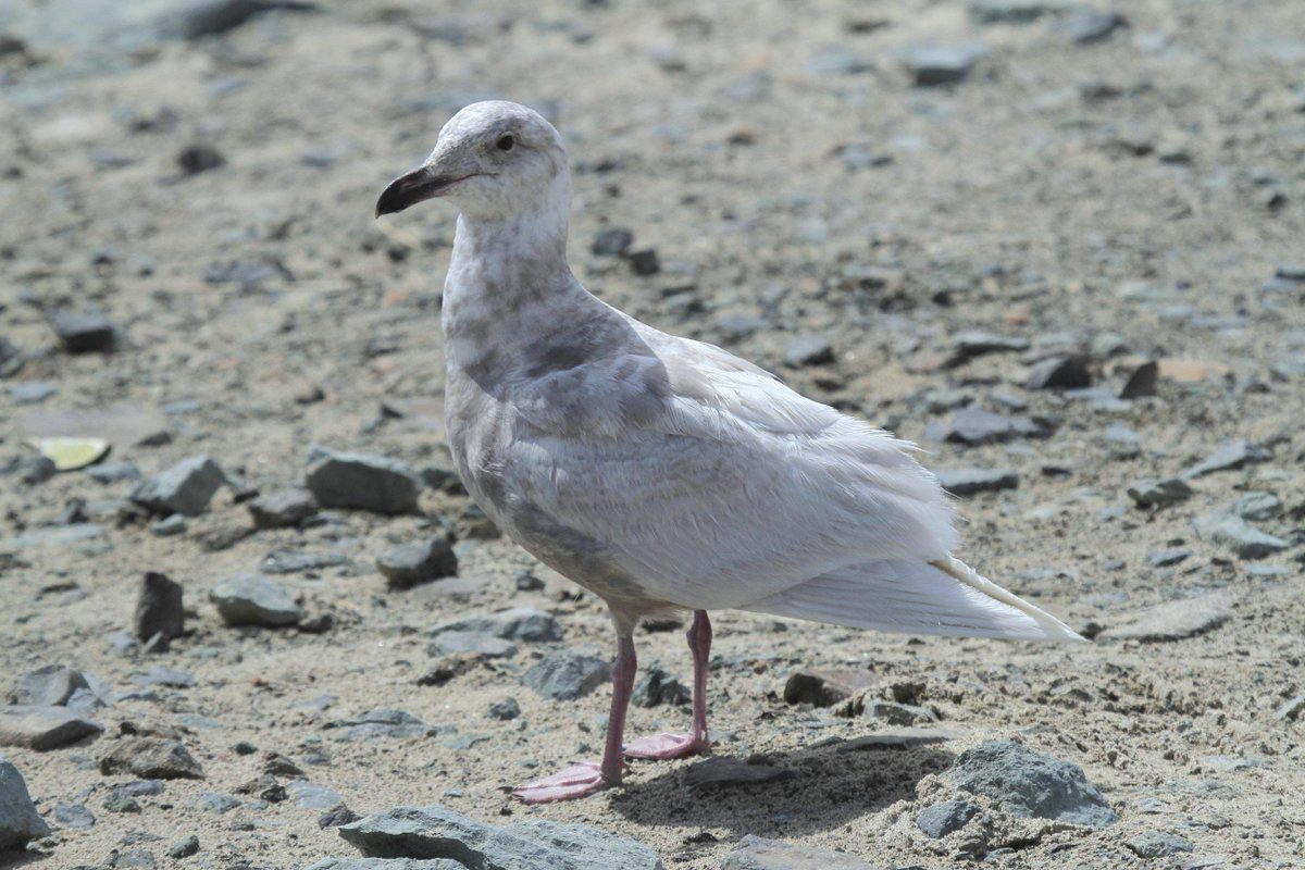 BoatBirder's tweet photo. Gulls have featured along the way #birdingoregon in our 1st few days like this Franklin's, Glaucous Winged & Western! http://t.co/bqWG7WbRRk