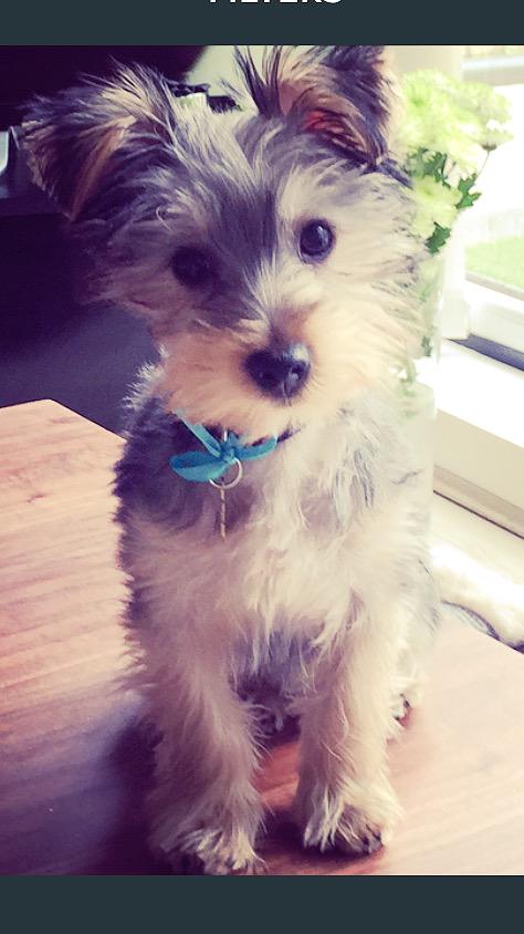 Alex_Webster1's tweet photo. Lenoard looking very conservative with his blue ribbon ☺️💙 http://t.co/4HlHQPo6eK