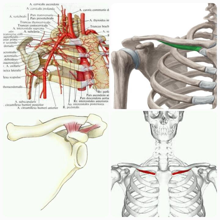 Болит правое плечо отдает в шею. Боль в области ключицы справа и шеи спереди. Болит кости ключицы спереди причины. Строение шеи и ключицы спереди. Боль около ключицы справа спереди.