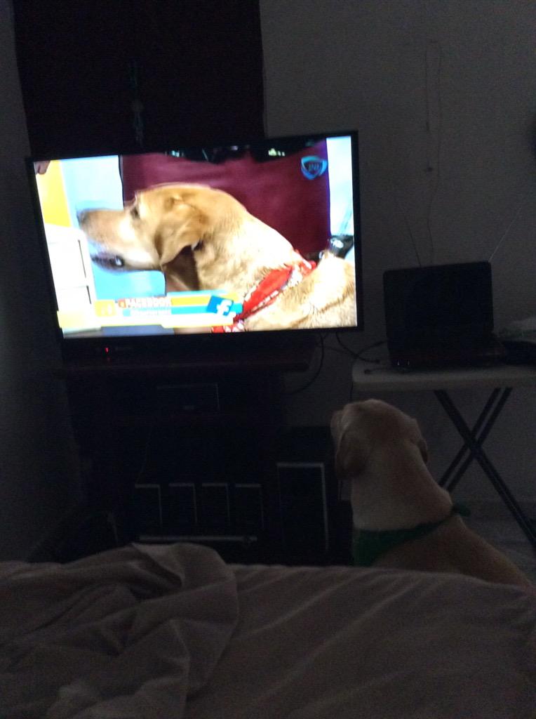 JKNetizen's tweet photo. @odioodiarr @SoyMateito hasta mi perro Ruffo estaba atento a verles #colores http://t.co/2uW5KONlxW