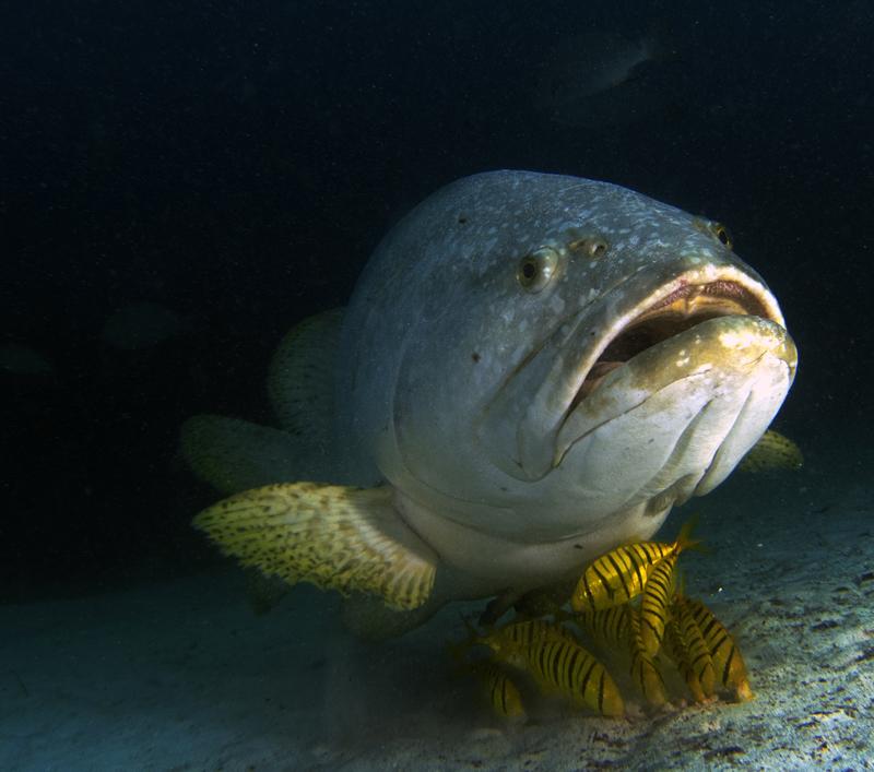 SafeRelease's tweet image. Save Our Fish! #safereleaseweight #angler #fishing #sportfishing #barotraumainfish #grouper #boating #fishingtackle