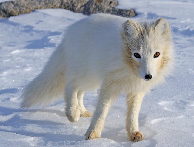 ArcticFoxSays's tweet photo. Go to http://t.co/pumI7rsE4B to learn tips to help prevent global warming #thbio #helpthearctic http://t.co/hzLWAXczln