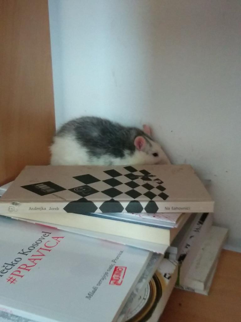 ddksr's tweet photo. Knjižni molj http://t.co/V2hixsn8kg