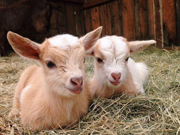 dailygoats's tweet photo. baby goats make the world a better place 🐑❤️ http://t.co/R0rRDqAo63