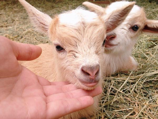 dailygoats's tweet photo. baby goats make the world a better place 🐑❤️ http://t.co/R0rRDqAo63