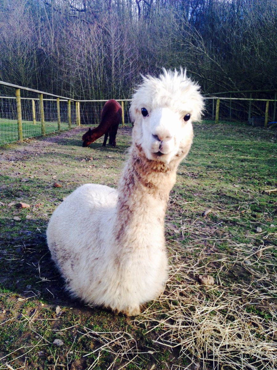 If we were to have an #ElectionDay <a href="/jimmysfarm/">Jimmy Doherty</a> Alfie our Alpaca would definitely win. #voteAlfie #alpacapolitics