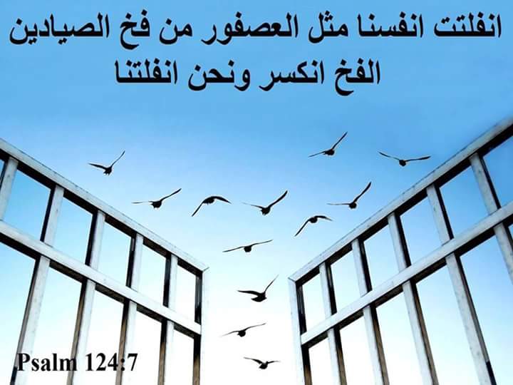 العصفور المفدي الحر
