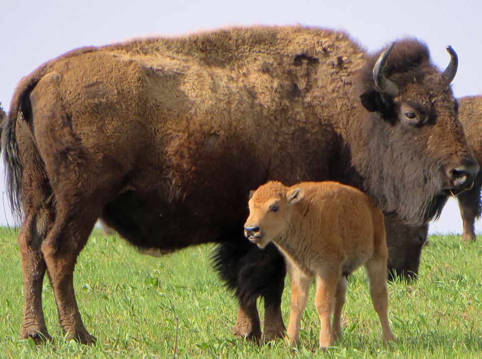 лесной бизон (в канаде) (bison bison athabascae). бизоны в америке. животные северной америки бизон. лесной бизон северной америки. равнинный бизон.
