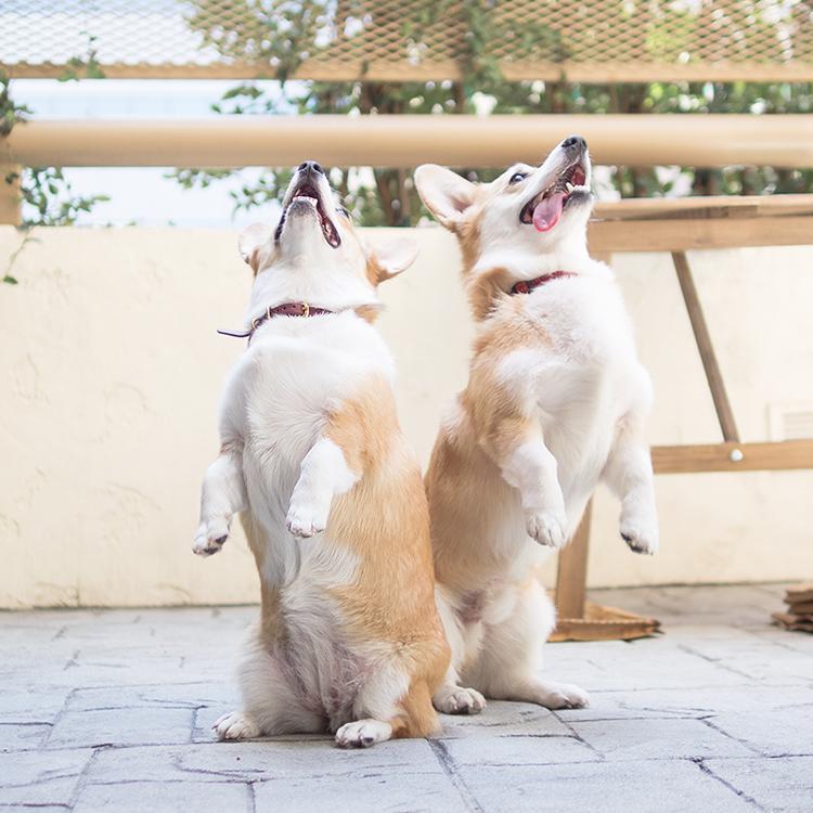 LaCorgi's tweet photo. Our best penguin impression. #corgi http://t.co/OTQEqevCCT