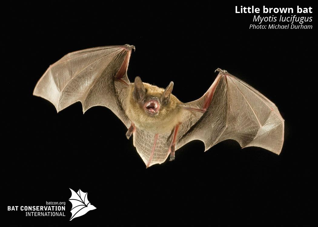 Bat Conservation International on X: Meet the little brown bat