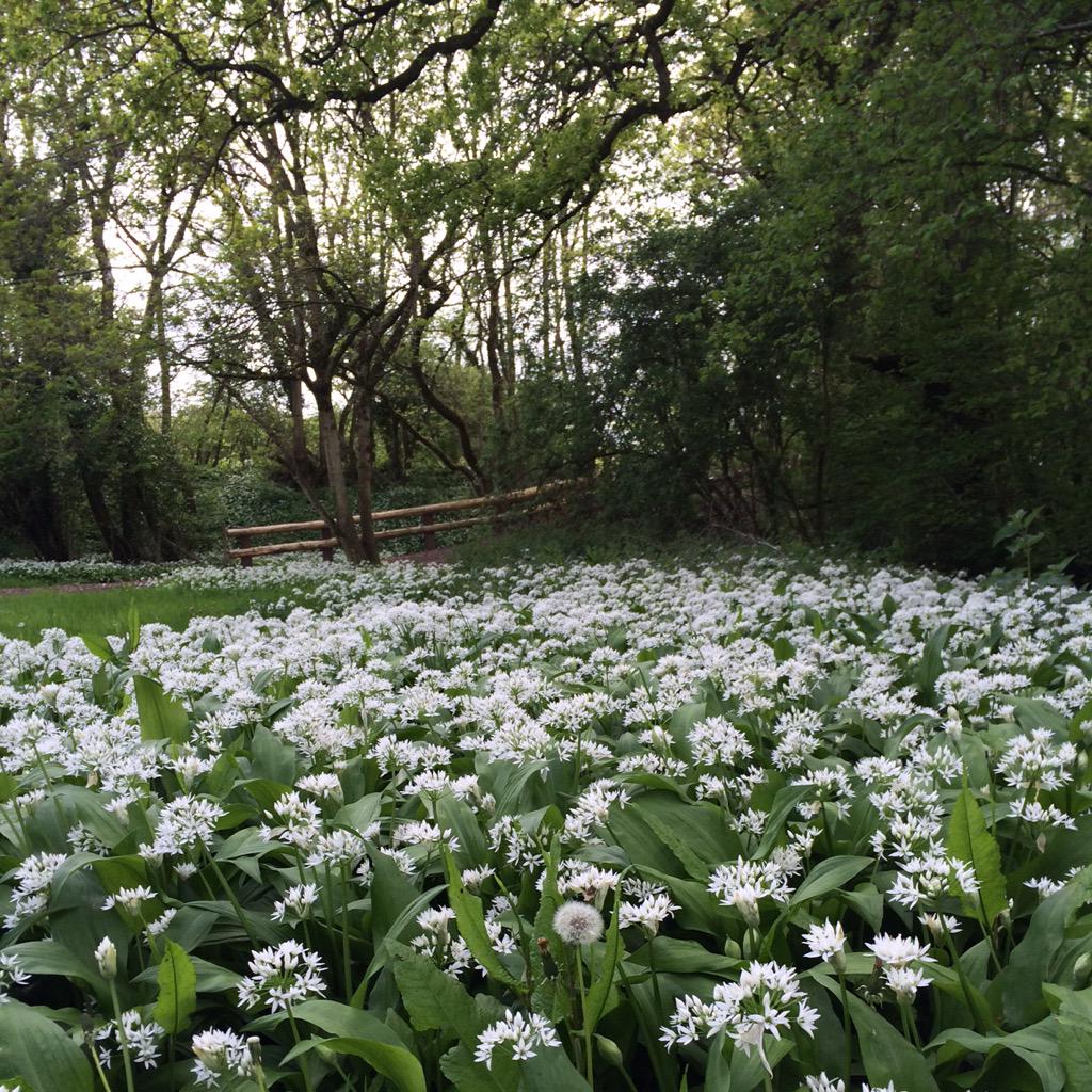 glastonbury's tweet image. Wild garlic in the @block9official field just now...