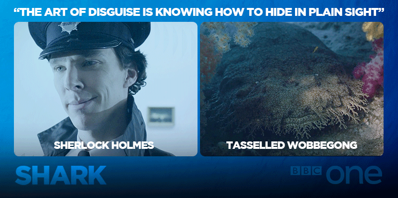 BBCOne's tweet photo. Nature's masters of disguise... #Sharklock #Shark http://t.co/SeAg5dPdwy