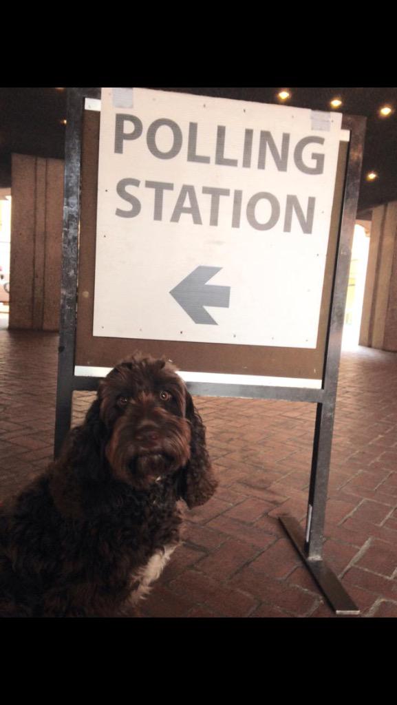 mosspheric's tweet photo. It's impawpant to vote guys! Don't forget' #DogsAtPollingStations http://t.co/2sYyyyEEYo