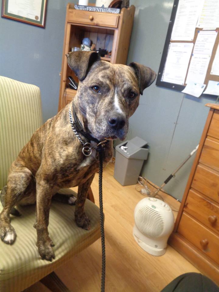 ALUK_org's tweet photo. This beautiful girl is Maizie Moo needs rescue placement by 12.05.15 as is pound dog. PLEASE RT http://t.co/oFs7nDvSud