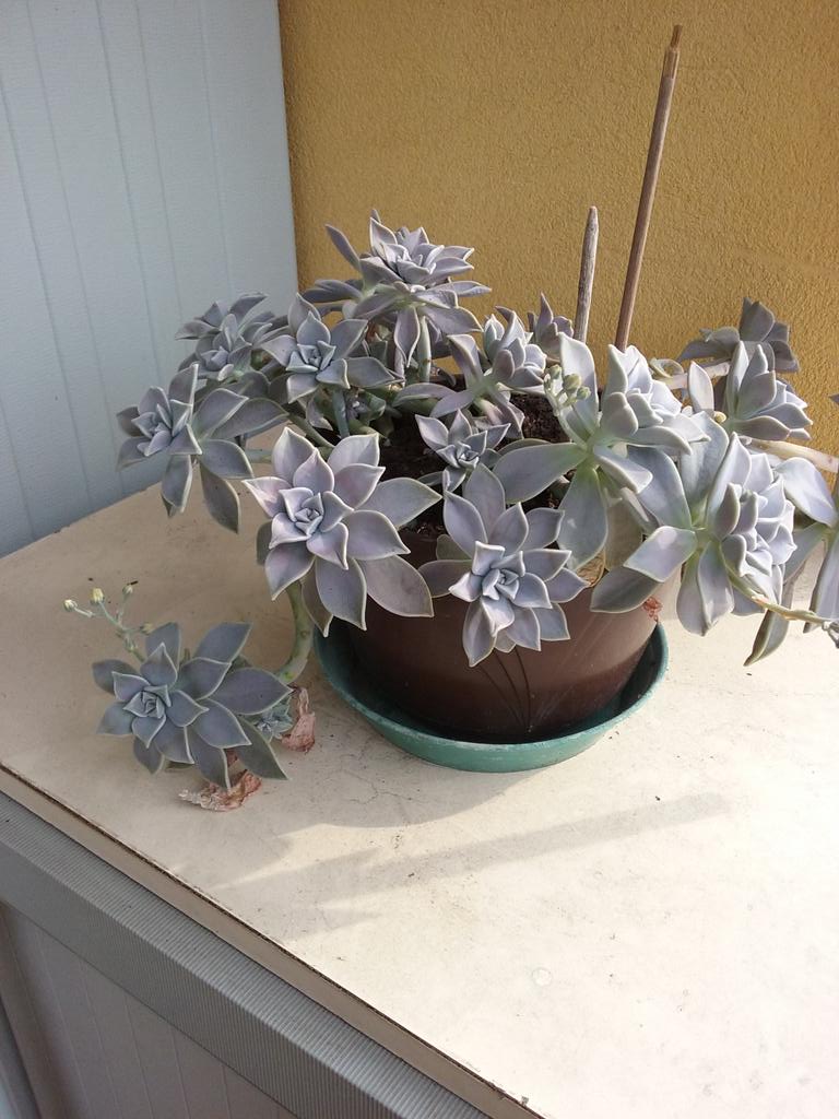 play.google.com/store/apps/det…