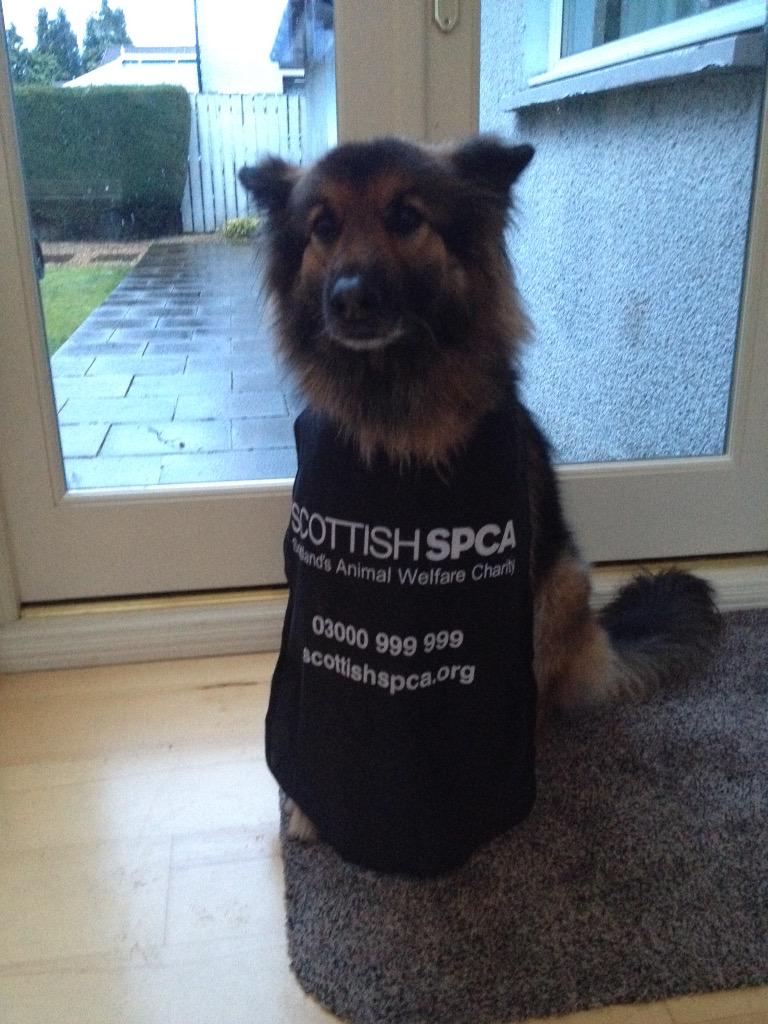 brawpaws's tweet photo. Forget politics for a minute and check out Brooke, supporting @ScottishSPCA #RehomingWeek Isn't she lovely? http://t.co/s7Opmi1SNx