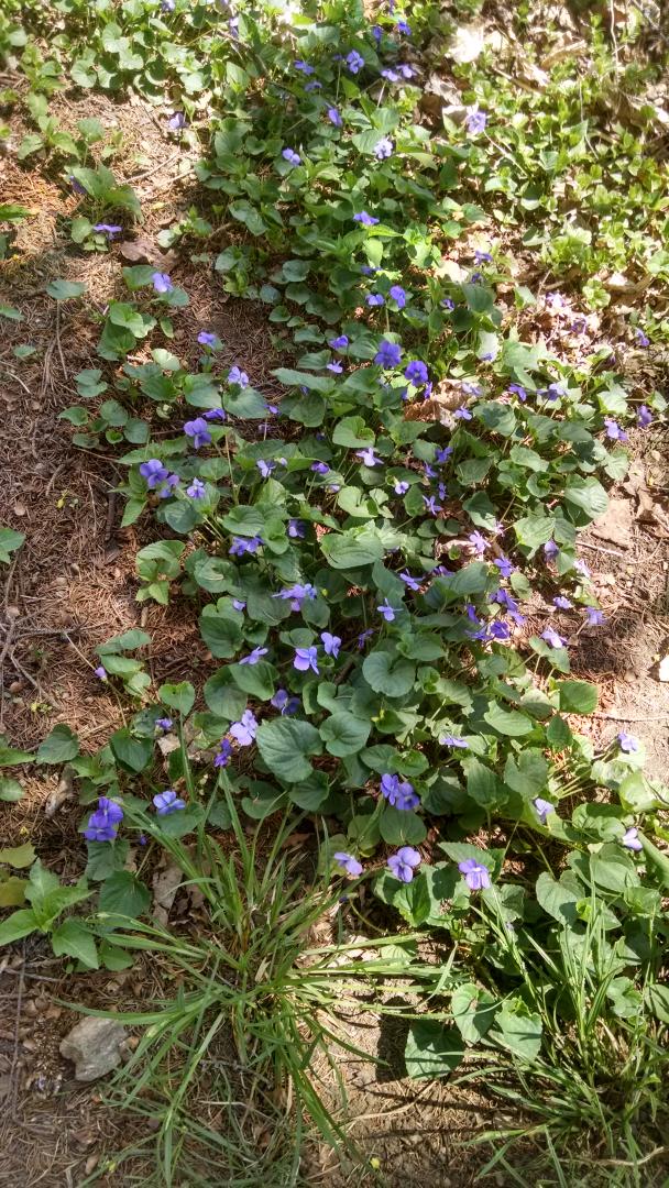 HomesteadonMain's tweet photo. Spending my lunch break gathering dandelions &amp; violet leaves for future projects. #gardening #DIY #homestead http://t.co/BB0Hx9UM2D