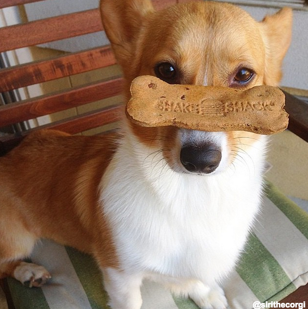shakeshackUK's tweet photo. Who said you can't teach a Shack dog new tricks? Little #shackfan @sirithecorgi deserves @boccesbakery biscuits http://t.co/prGpVEVmnK