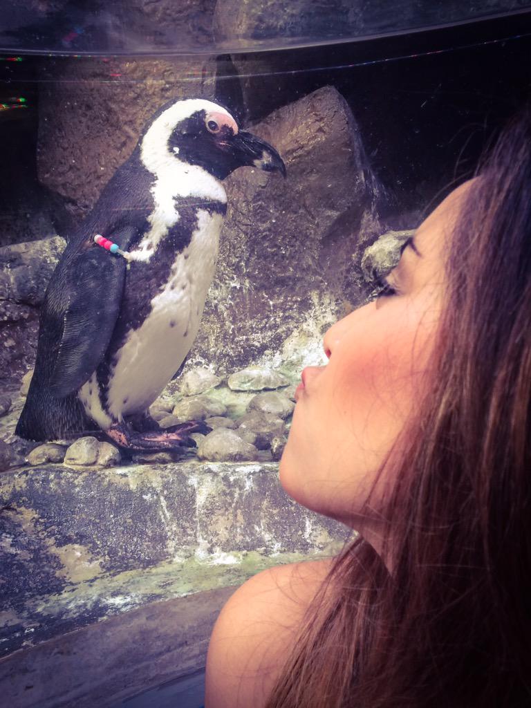 mg_crawf's tweet photo. Casually hanging out with penguins 🐧 http://t.co/ePPCDKrHXo
