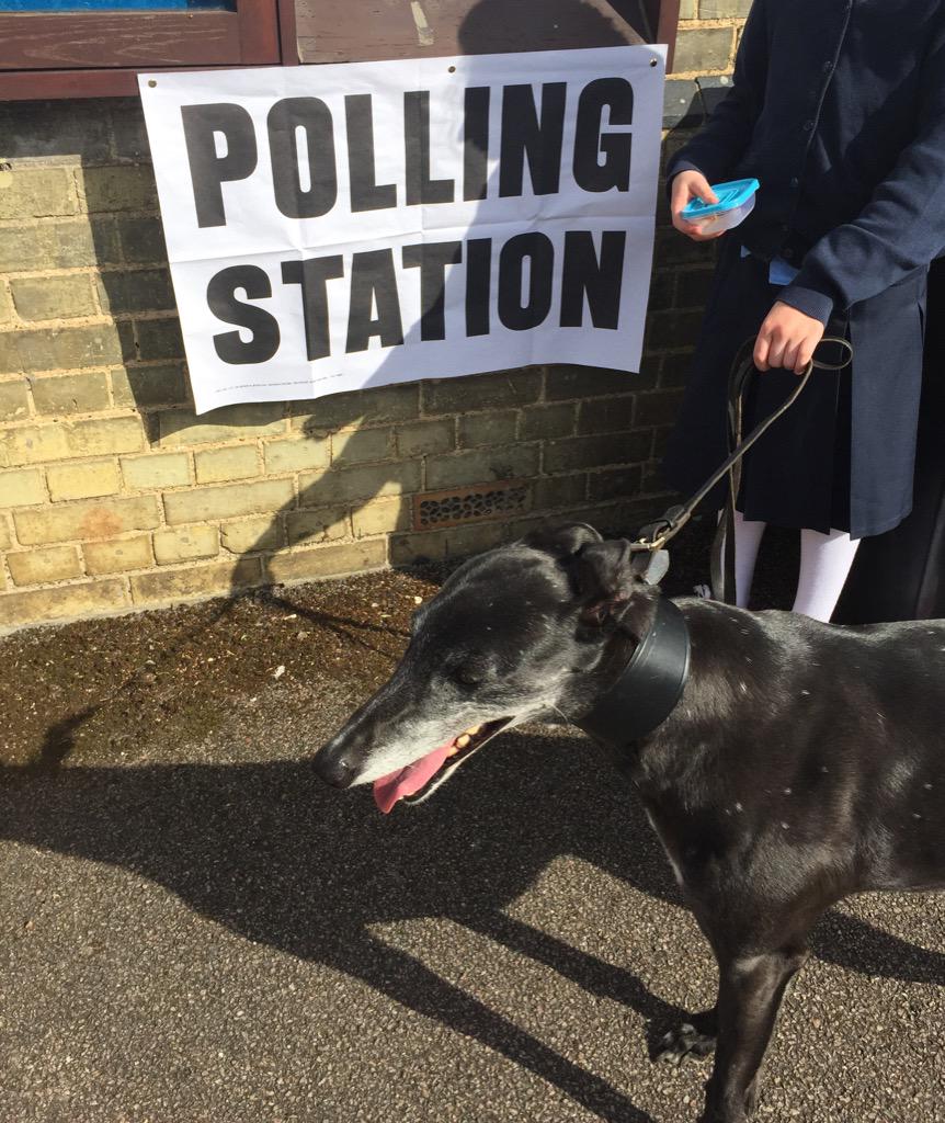 Jemmychew's tweet photo. Don't care who my staff voted for #IVoted for a garden party, slumber party &amp; a dinner party #DogsAtPollingStations http://t.co/GxJ3xDlsL8