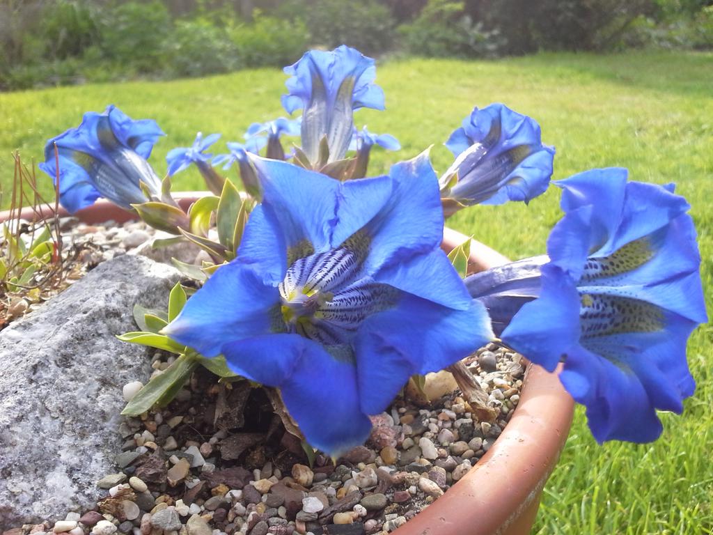 veenhj's tweet photo. Vijf hemelsblauwe toeters van Stengelloze gentiaan volop in bloei in mijn tuin. #genieten #alpenweide in het klein http://t.co/Zw7D6YcC9V