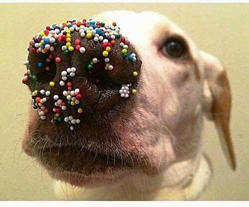 "Muffins? What muffins?"