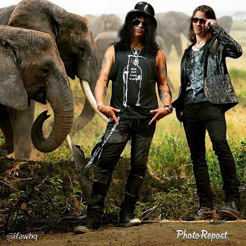 DEBBIE3636's tweet photo. DONATE=MP3 
@Slash video 4“Beneath the Savage Sun” - $5 helps @action4ifaw protect elephants
https://t.co/YQ0KRuLu6W http://t.co/udTOrAIZad