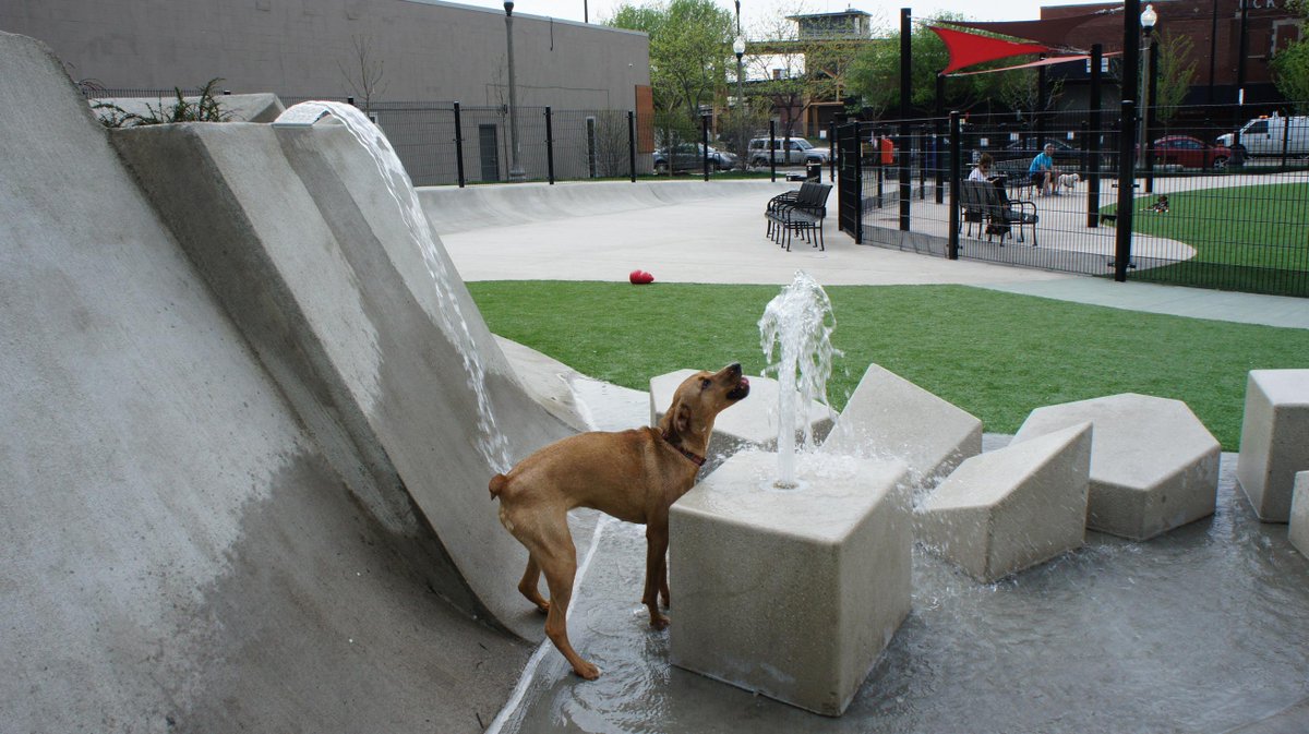 AltamanuInc's tweet photo. Happiest dogs ever at Fred Anderson Park today. @FredAndersonDFA @ChicagoParks #ChiDogs #Summer #Chicago http://t.co/n5YPUcuma5