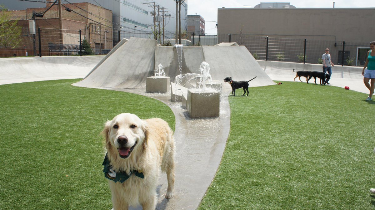 AltamanuInc's tweet photo. Happiest dogs ever at Fred Anderson Park today. @FredAndersonDFA @ChicagoParks #ChiDogs #Summer #Chicago http://t.co/n5YPUcuma5
