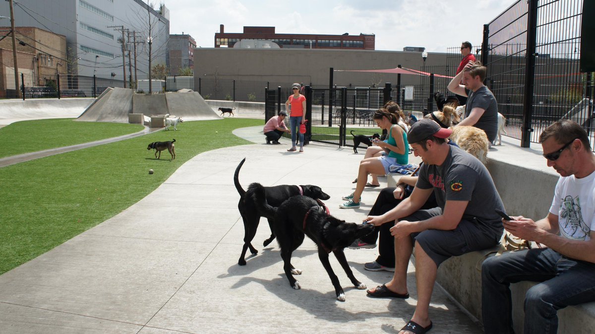AltamanuInc's tweet photo. Happiest dogs ever at Fred Anderson Park today. @FredAndersonDFA @ChicagoParks #ChiDogs #Summer #Chicago http://t.co/n5YPUcuma5