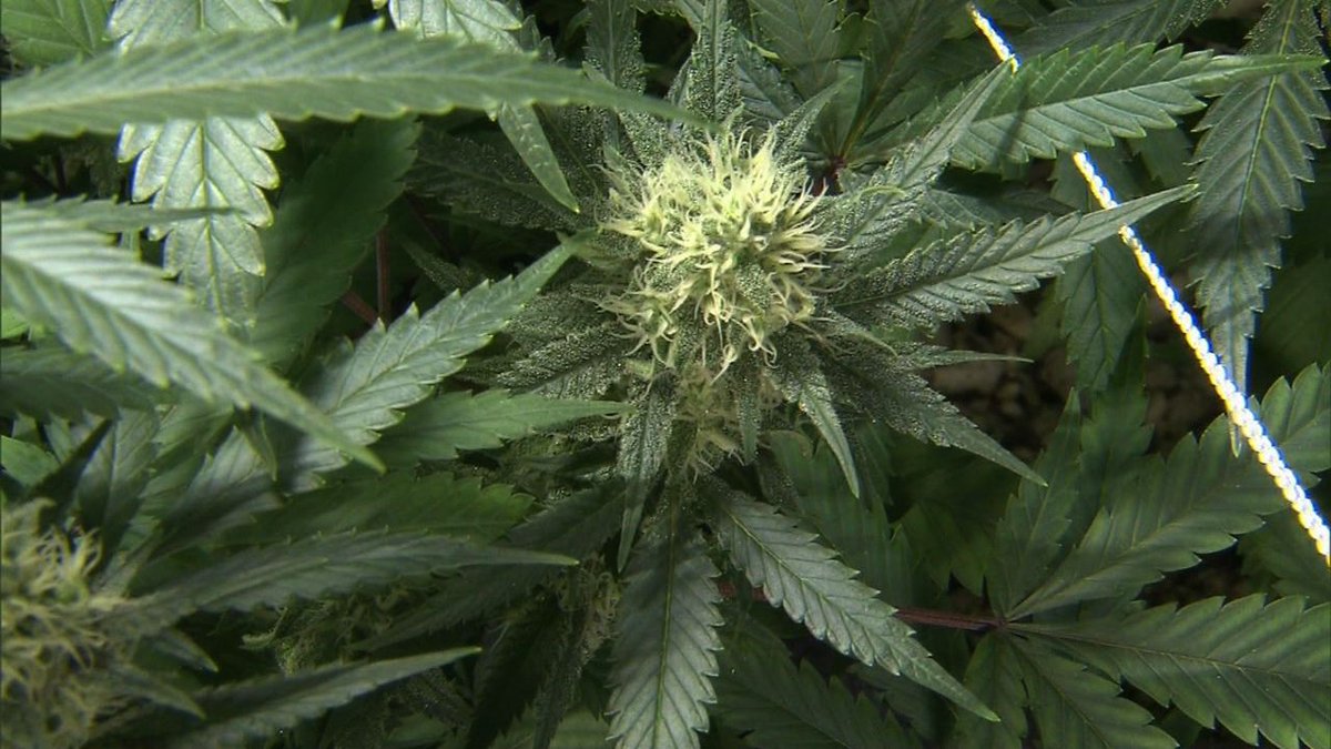 ksatnews's tweet photo. What's next for Texas pot bill? http://t.co/s2pvFNOXrq #KSATnews http://t.co/tg2lper3Fv