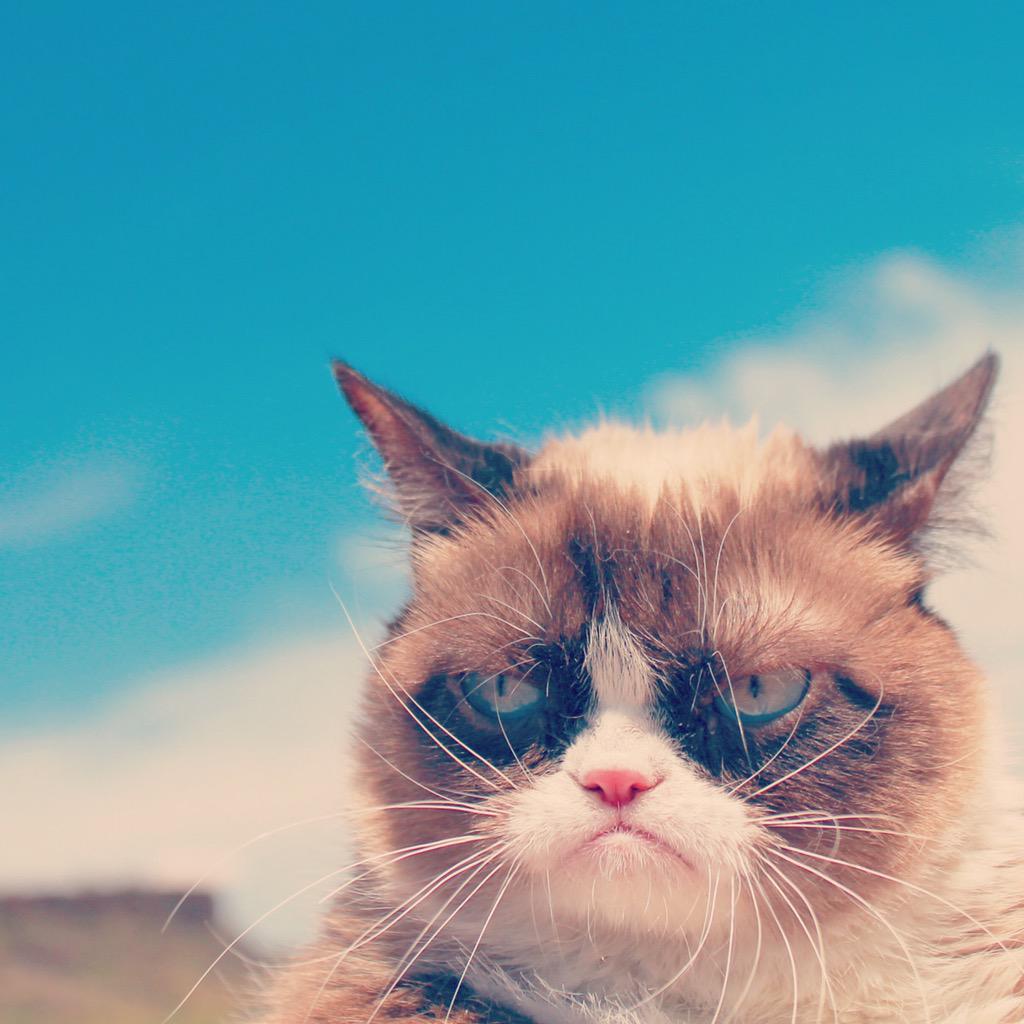 RealGrumpyCat's tweet photo. http://t.co/zj3CnSuZf8