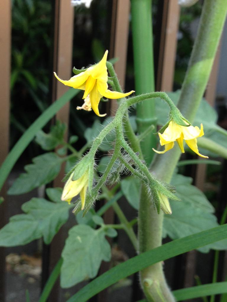 Sako Yuko ミニトマトに 黄色い花が咲きました これから 実になるまで 毎朝の楽しみが また ひとつ増えましたね 季節だより 家庭菜園 Http T Co Pl0lmuemke