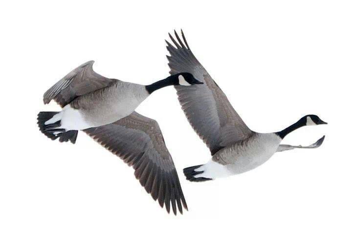 SDG_Calls's tweet photo. RT to #CutEm http://t.co/5x9MESQpGj