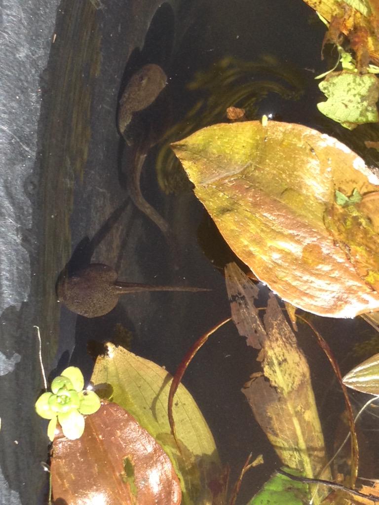 lizardschwartz tweet picture