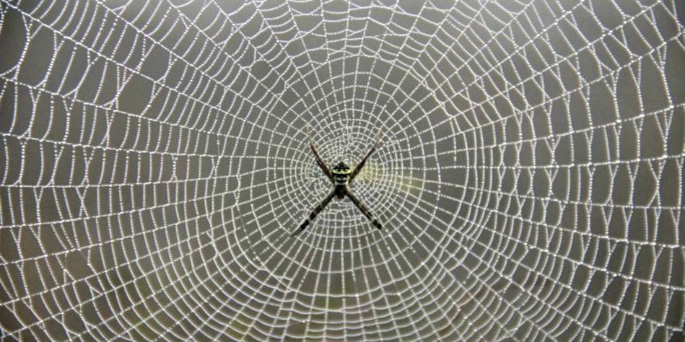 BuckyFuller_'s tweet photo. Graphene-coated spiders create carbon nanotube silk strong enough to catch a plane http://t.co/rvQ2yte9vJ http://t.co/Jk2wFrcRL9