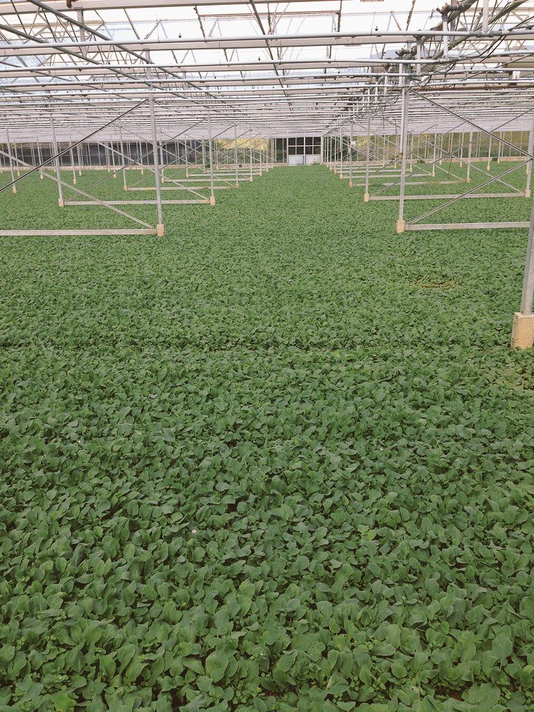 shedderly's tweet photo. Our Great new season peppery radish.. Summer is here http://t.co/ymHDqBzw42
