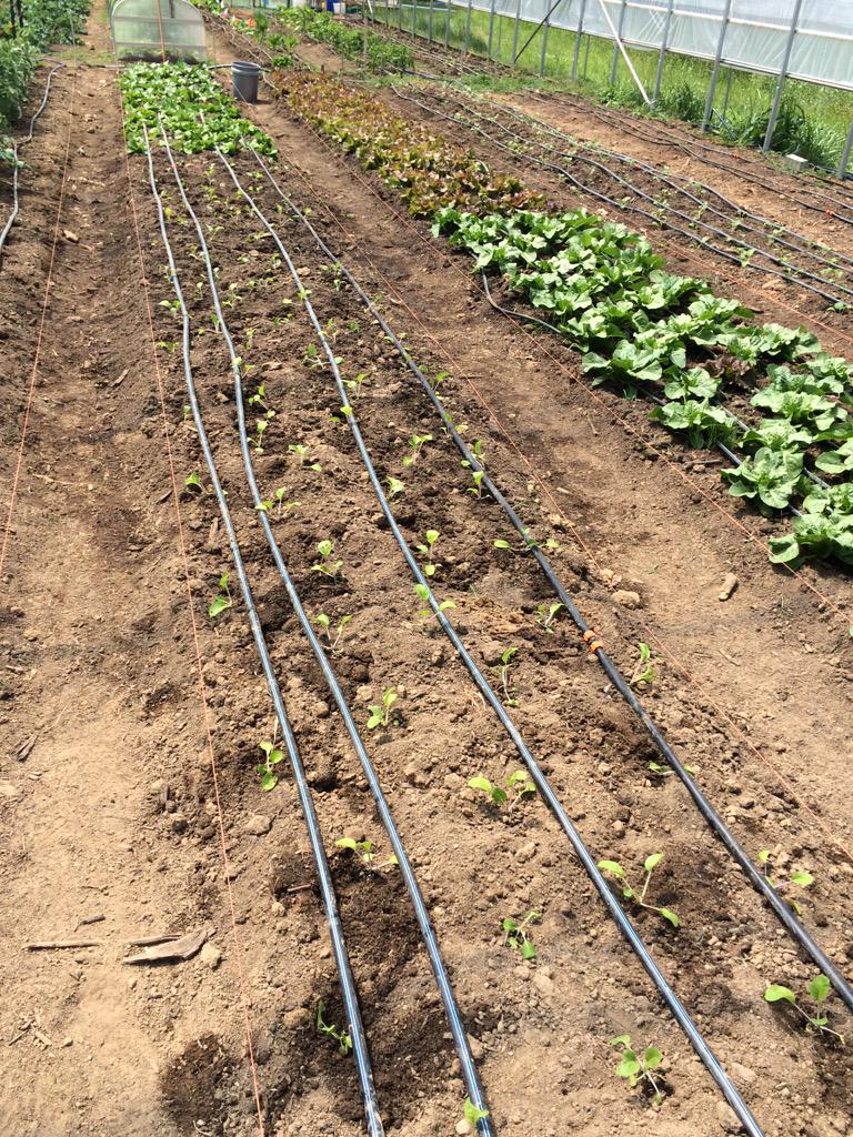 Danielconley_'s tweet photo. Just finished planting some pac choi at Loy farm today #EDU211 http://t.co/9DrDeBStcN